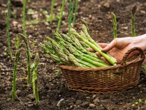 asparagus
