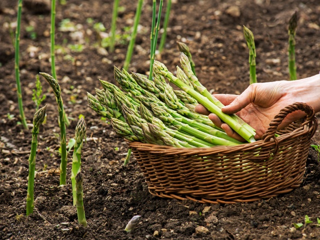 asparagus